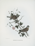 Leucosticte greseinucha, Gray-headed Finch.