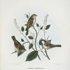 Passer domesticus, European House Sparrow.