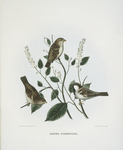 Passer domesticus, European House Sparrow.