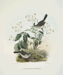 Passerculus alaudinus, Lark Sparrow.