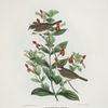 Zonotrichia belli, Bell's Finch.