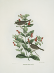 Zonotrichia belli, Bell's Finch.