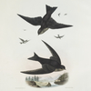 Nephoccetes [Nephocaetes] niger, Northern Swift.