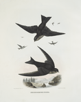 Nephoccetes [Nephocaetes] niger, Northern Swift.