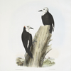 Xenopicus albolarvatus, White-headed Woodpecker.