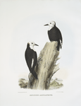 Xenopicus albolarvatus, White-headed Woodpecker.