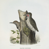 Colaptes chrysoides, Malherbe's Golden-winged Woodpecker.