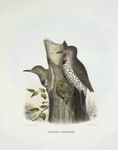 Colaptes chrysoides, Malherbe's Golden-winged Woodpecker.