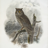 Scops kennicotti, Kennicott's Screech-Owl.