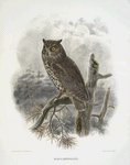 Scops kennicotti, Kennicott's Screech-Owl.