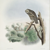 Scops flammeola, Flammulated Owl.