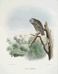 Scops flammeola, Flammulated Owl.