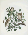 Micrathene wytneyi, Whitney's Pigmy Owl.