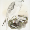 Falco candicans, Greenland falcon.