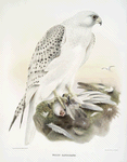 Falco candicans, Greenland falcon.