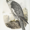 Falco islandicus, Iceland falcon.