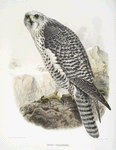 Falco islandicus, Iceland falcon.
