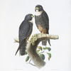 Falco aurantius, Golden Sparrow-Hawk.