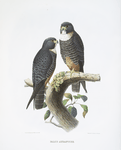 Falco aurantius, Golden Sparrow-Hawk.