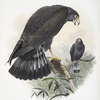 Buteo zonocercus,  Band-Tail Hawk.