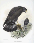 Buteo zonocercus,  Band-Tail Hawk.