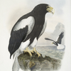 Haliaetus pelagicus, Northern Sea- Eagle.