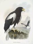 Haliaetus pelagicus, Northern Sea- Eagle.