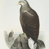 Haliaetus albicilla, Gray Sea-Eagle.