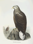 Haliaetus albicilla, Gray Sea-Eagle.