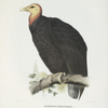 Cathartes burrovianus, Burroughs' Vulture.