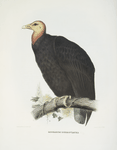 Cathartes burrovianus, Burroughs' Vulture.