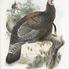 Meleagris mexicana, Mexican Turkey.