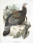 Meleagris mexicana, Mexican Turkey.