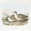 Aegialitis [Aegialetes] montanus, Rocky Mountain Plover.