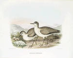 Aegialitis [Aegialetes] montanus, Rocky Mountain Plover.