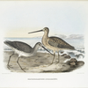 Macrorhamphus scolopaceus, Long-billed Snipe.