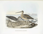 Macrorhamphus scolopaceus, Long-billed Snipe.