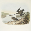 Ereunetes occidentalis, Werstern Sandpiper.