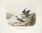Ereunetes occidentalis, Werstern Sandpiper.