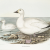Anser albatus, Cassin's Snow Goose.