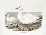 Anser albatus, Cassin's Snow Goose.