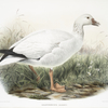 Exanthemops rossii, Ross' Snow Goose.