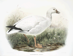 Exanthemops rossii, Ross' Snow Goose.