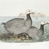 Cloephaga canagica, Aleutian Goose.