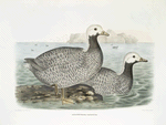 Cloephaga canagica, Aleutian Goose.