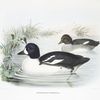 Bucephala islandica, Barrow's' Golden Eye.