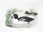 Bucephala islandica, Barrow's' Golden Eye.