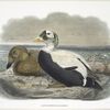Lampronetta fischeri, Spectacled Eider.