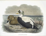 Lampronetta fischeri, Spectacled Eider.