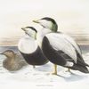 Somateria v-nigra., Pacific Eider.